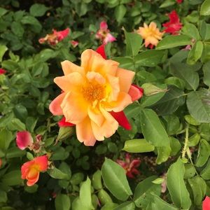 Meet your Posher, Tori